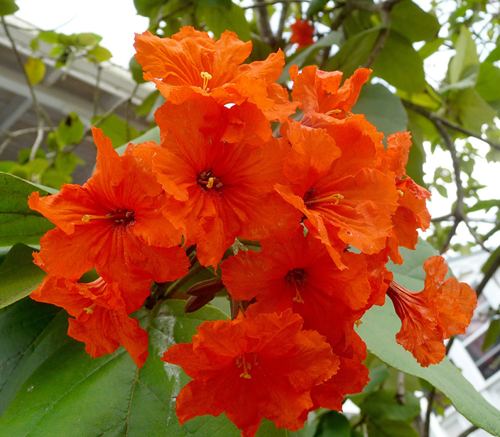 Cordia subcordata Cordia subcordata