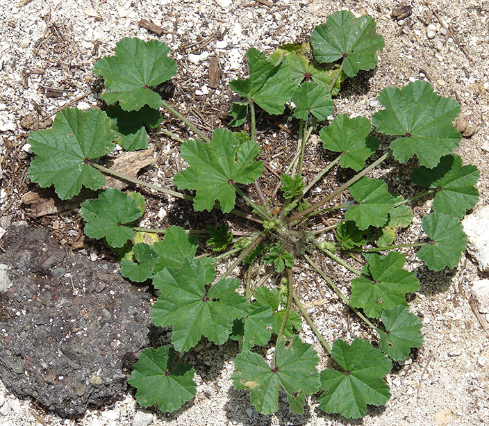 Malva neglecta - Image of an specimen - Plantarium