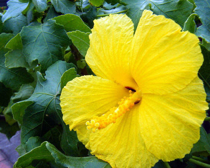 Hibiscus brackenridgei Hibiscus brackenridgei