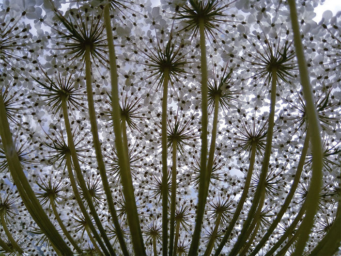 Daucus carota (underside) Daucus carota (underside)