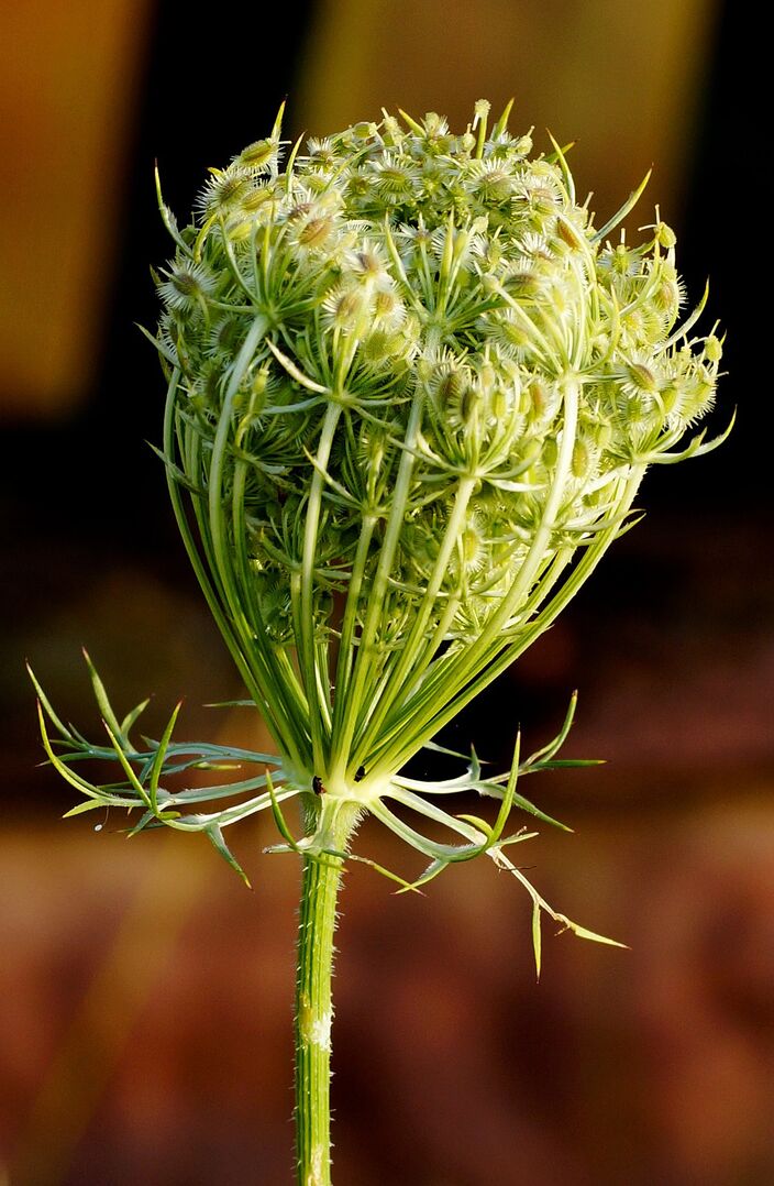 Daucus carota (seed head) Daucus carota (seed head)