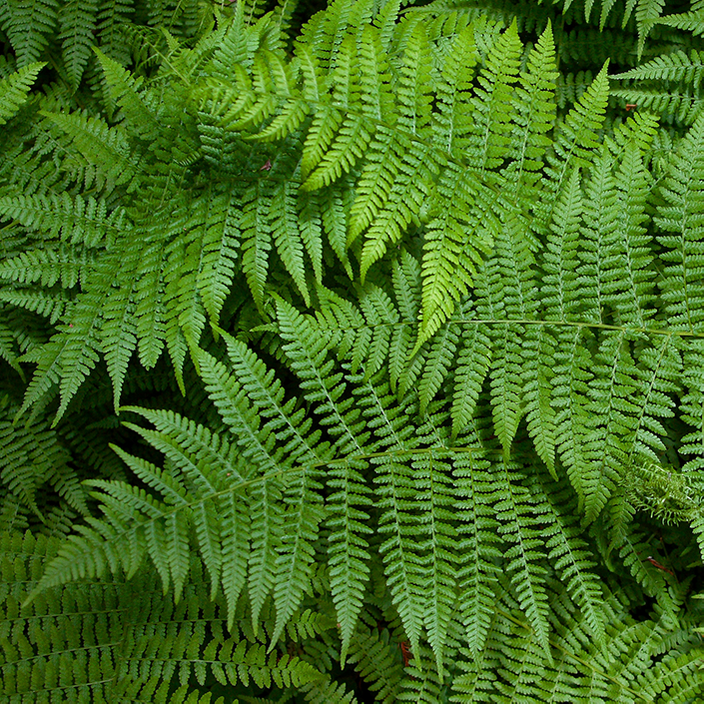Polypodiopsida Polypodiopsida