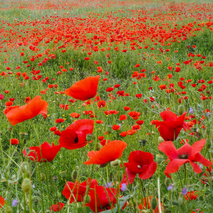 Poppy field Poppy field