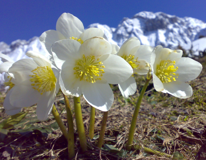 Helleborus niger Helleborus niger
