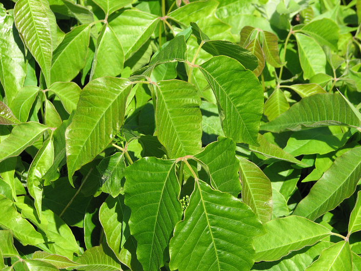 Poison ivy Poison ivy
