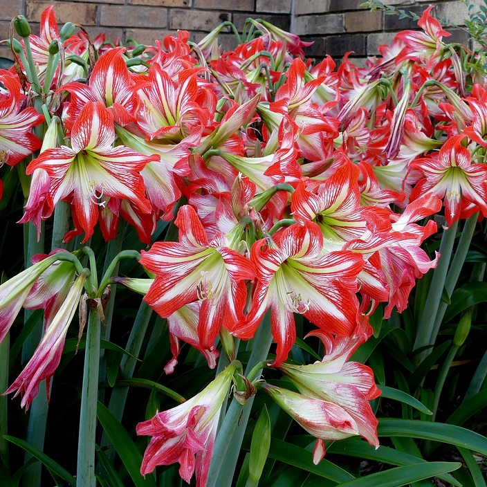 Hippeastrum correiense Hippeastrum correiense