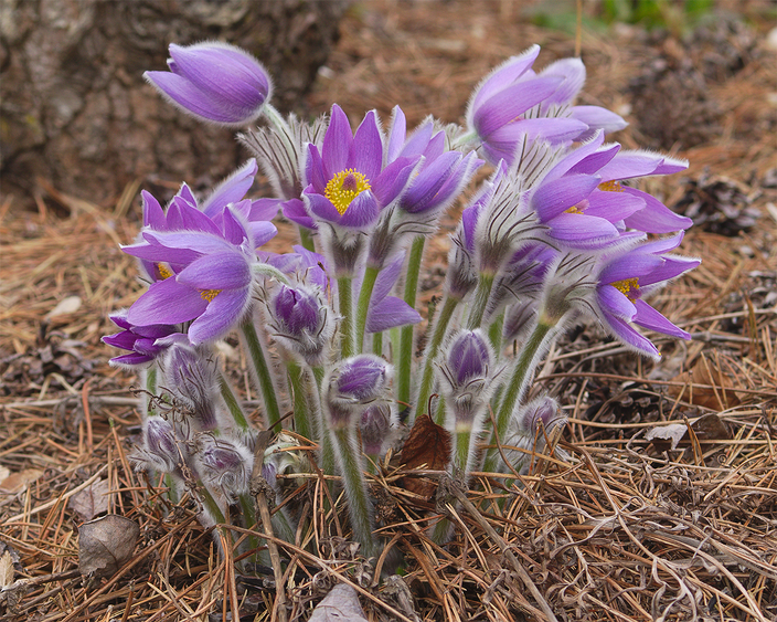 Anemone pulsatilla Anemone pulsatilla