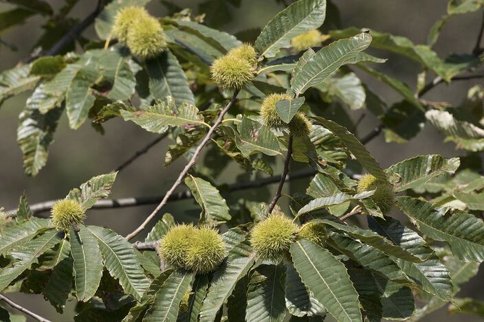 Castanea sativa Castanea sativa