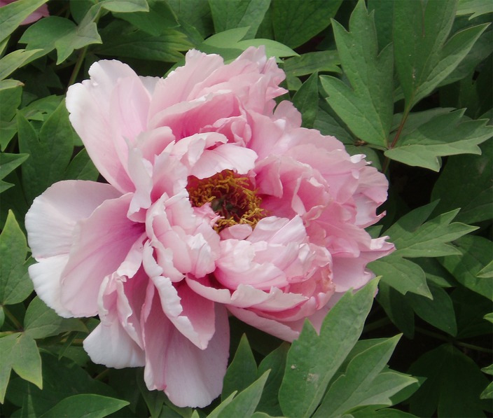 Paeonia suffruticosa Paeonia suffruticosa