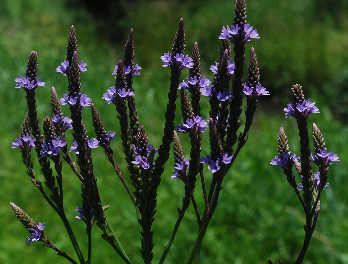 Verbena strict Verbena strict