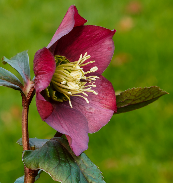 Helleborus orientalis Helleborus orientalis