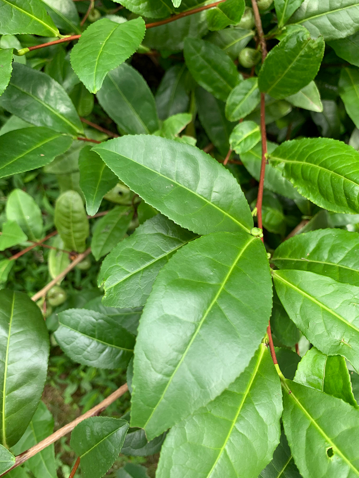 Tea leaves Tea leaves