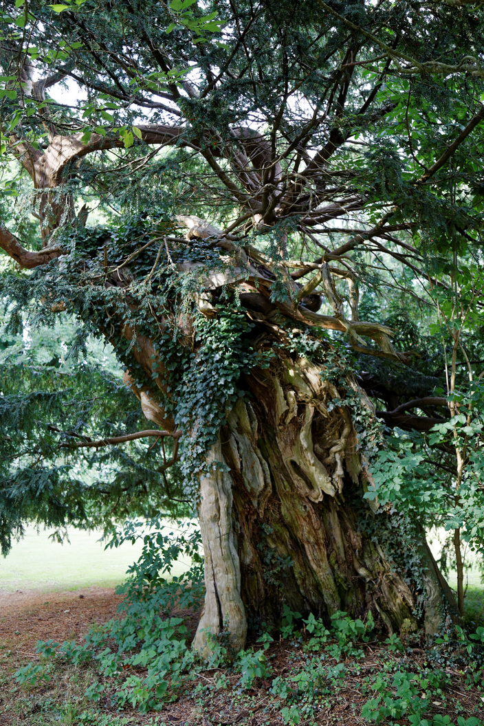 Taxus baccata Taxus baccata