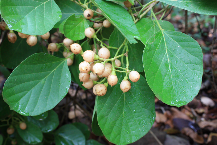 Cordia myxa Cordia myxa