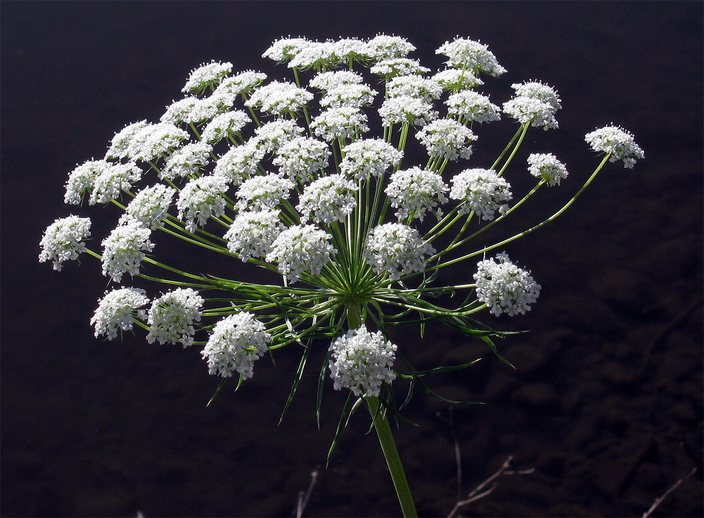 Ammi majus Ammi majus