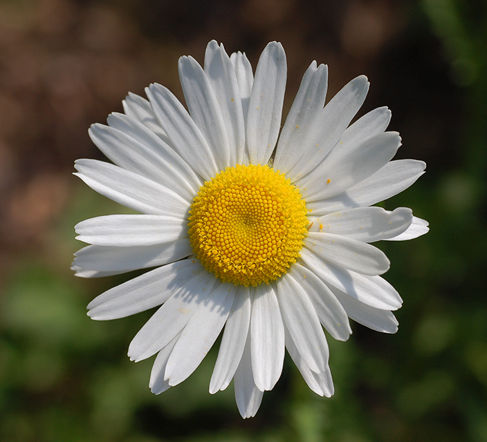 Bellis perennis Bellis perennis
