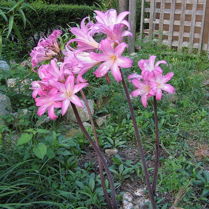 Amayrllis belladona Amayrllis belladona