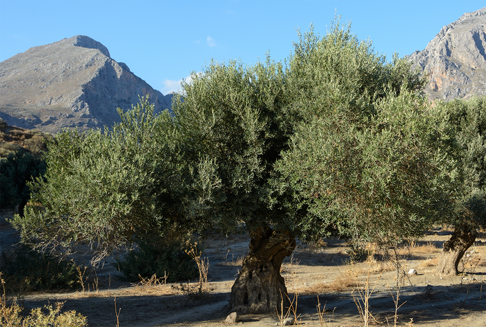 Olea europaea Olea europaea