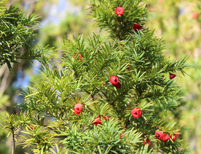 Taxus baccata Taxus baccata