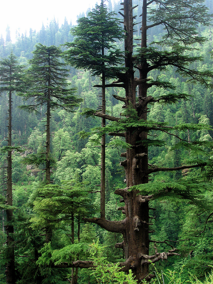 Cedrus deodara Cedrus deodara
