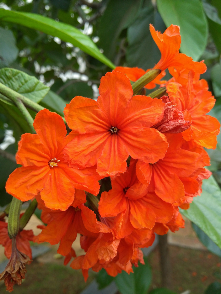 Cordia sebestena Cordia sebestena