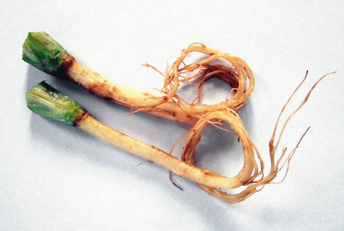 Coriandrum sativum Coriandrum sativum