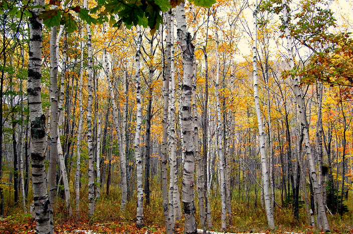Betula papyrifera Betula papyrifera