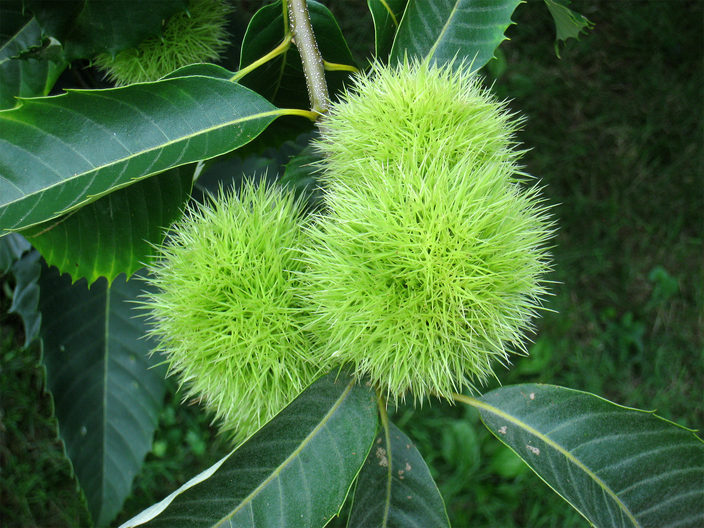 Castanea dentata Castanea dentata