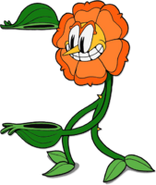 Cagney Carnation