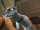 Psychiatrist Cat