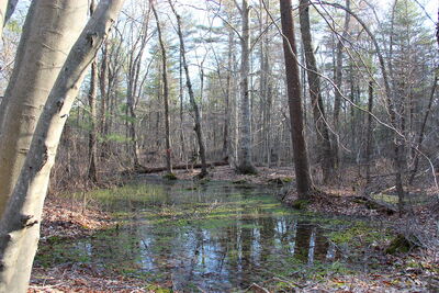 00hockamock swamp.jpg