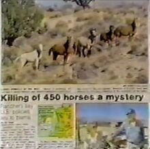 Newspaper article about horse murders