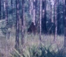 Photo of Skunk Ape by Vince Doerr