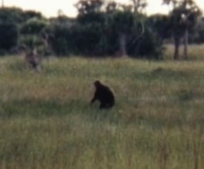 The Skunk Ape | Unsolved Mysteries Wiki | Fandom