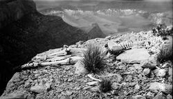 Kolb skeleton identify