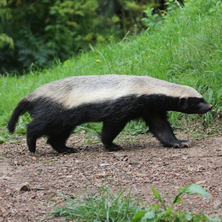 Sri Lankamalleswara Sanctuary: Caught on camera: Rare Honey badger found in  Kadapa jungles