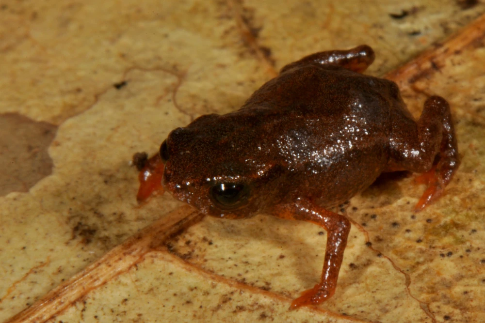 Brachycephalus brunneus Unsung Animals Wiki Fandom