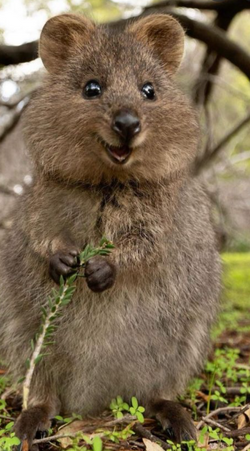 Quokka様 plush-quokka-arturo-size-s-
