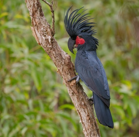 Palm cockatoo - Wikipedia