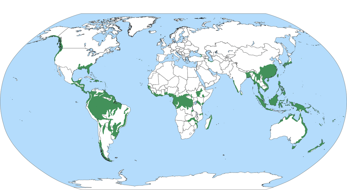 Category:Rainforest | Unsung Animals Wiki | Fandom