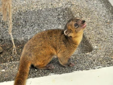 Northern Olingo Unsung Animals Wiki Fandom