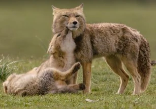 Tibetan Fox | Unsung Animals Wiki | Fandom