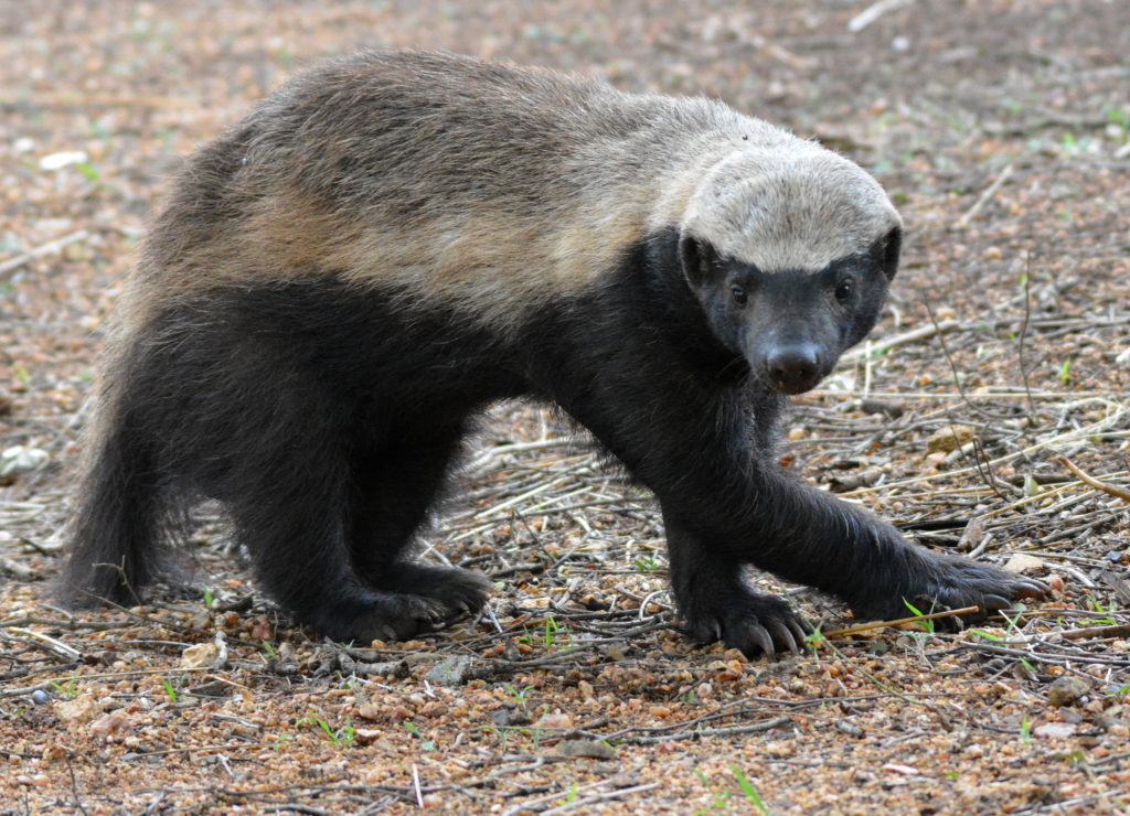 South African Honey Badger, Unsung Animals Wiki