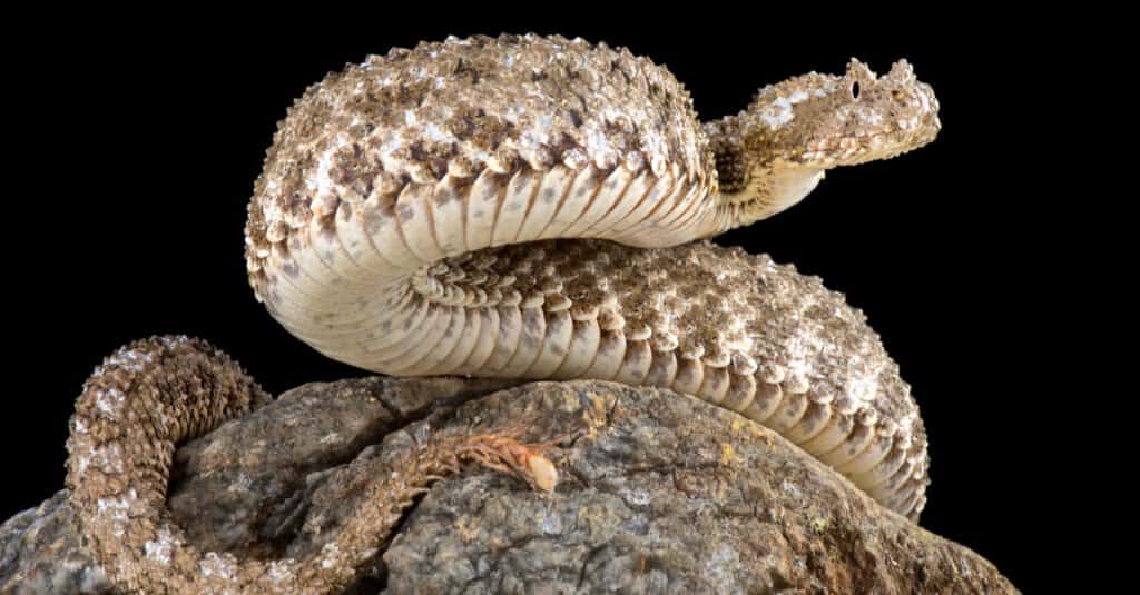 Spider-tailed Horned Viper, Unsung Animals Wiki