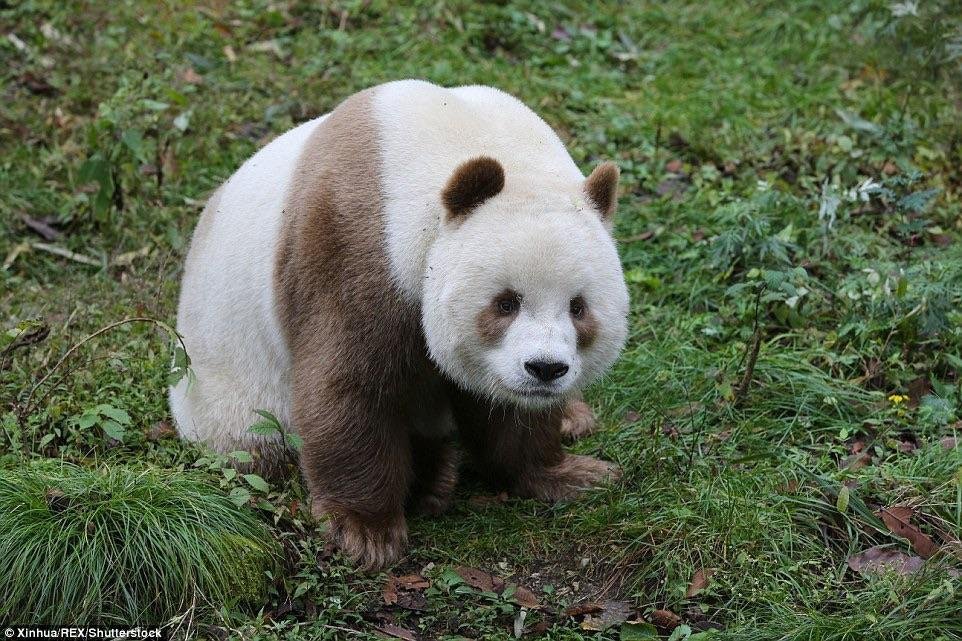 Giant panda - Wikipedia