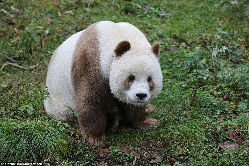 Giant Pandas: Diet, Behaviour & Conservation