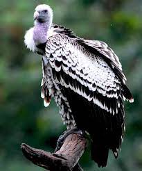 Ruppell's griffon vulture  Smithsonian's National Zoo and Conservation  Biology Institute