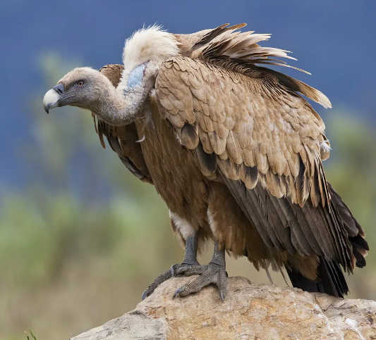 Bird of prey - Wikipedia