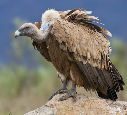 Common griffon, bird