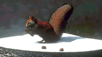 Das Eichhörnchen sitzt auf dem Fass beim Schießstand